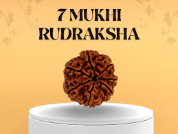 7 Mukhi Rudraksh (Origin - Nepal)