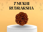 7 Mukhi Rudraksh (Origin - Nepal)