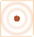 Natural 5 Mukhi/Face Rudraksha (Nepal Origin)