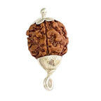Natural 3 Mukhi/Face Rudraksha (Nepal Origin)
