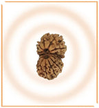 Natural Gaurishankar Rudraksha (Nepal Origin - Collector Size)