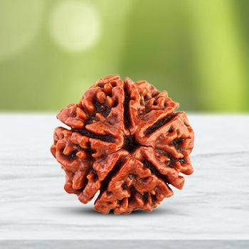 5 Mukhi Rudraksha Pendant (पांच मुखी रुद्राक्ष पेंडेंट) NEPALI
