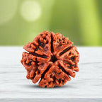 5 Mukhi Rudraksha Pendant (पांच मुखी रुद्राक्ष पेंडेंट) NEPALI