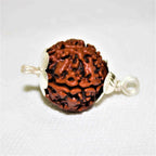Natural 5 Mukhi/Face Rudraksha (Nepal Origin)