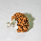 Natural 11 Mukhi/Face Rudraksha (Nepal Origin)