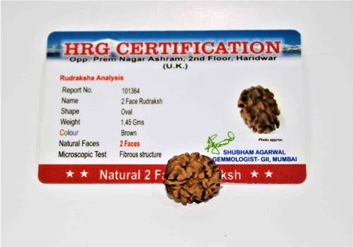 Natural 2 Mukhi Rudraksha (Himalaya origin)