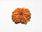 Natural 12 Mukhi/Face Rudraksha (Nepal Origin- Collector Size)