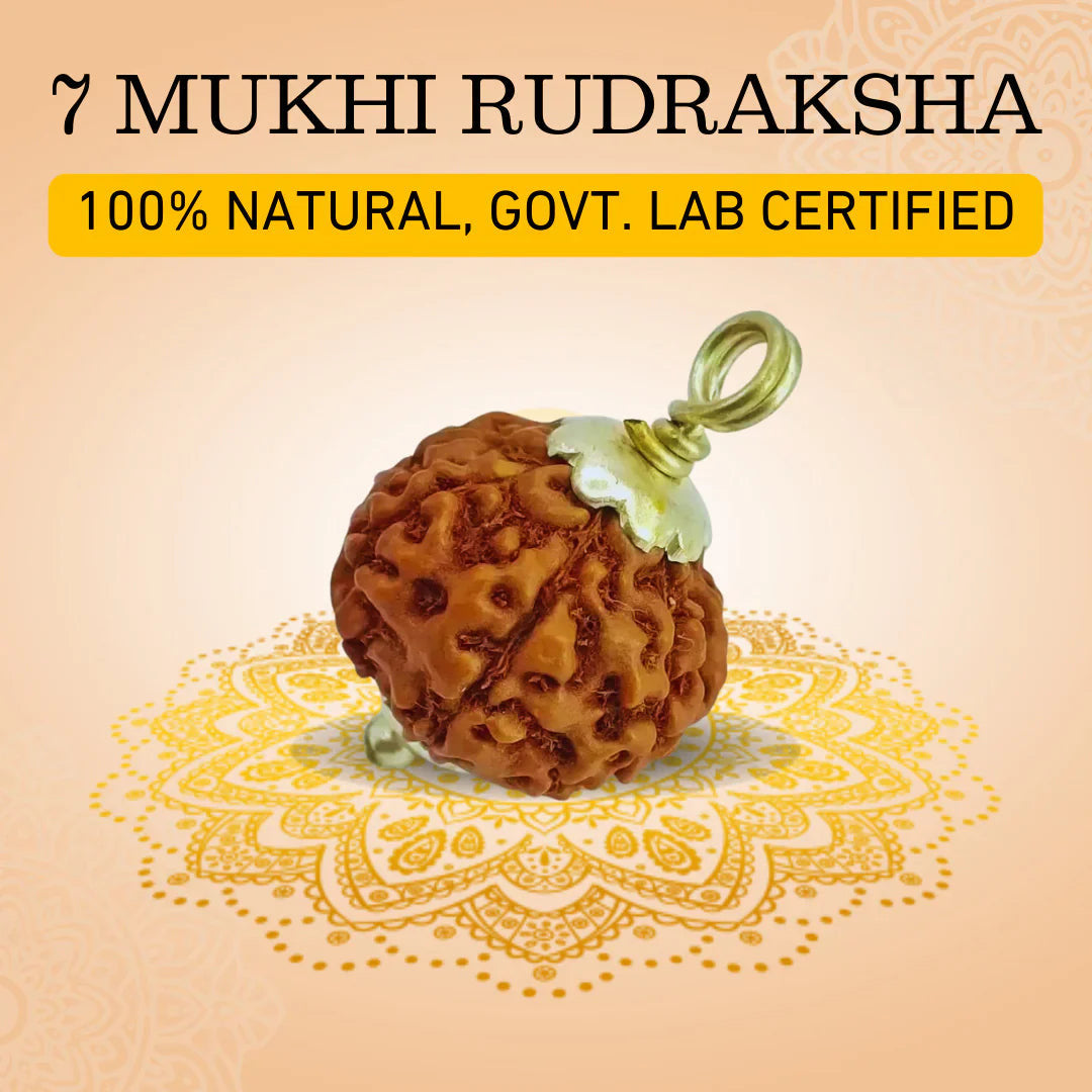 7 Mukhi Rudraksh (Origin - Nepal)