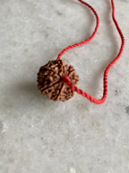 7 Mukhi Rudraksha | Goddess Lakshmi, Abundance, Original Authentic Nepal Rudraksha Certified