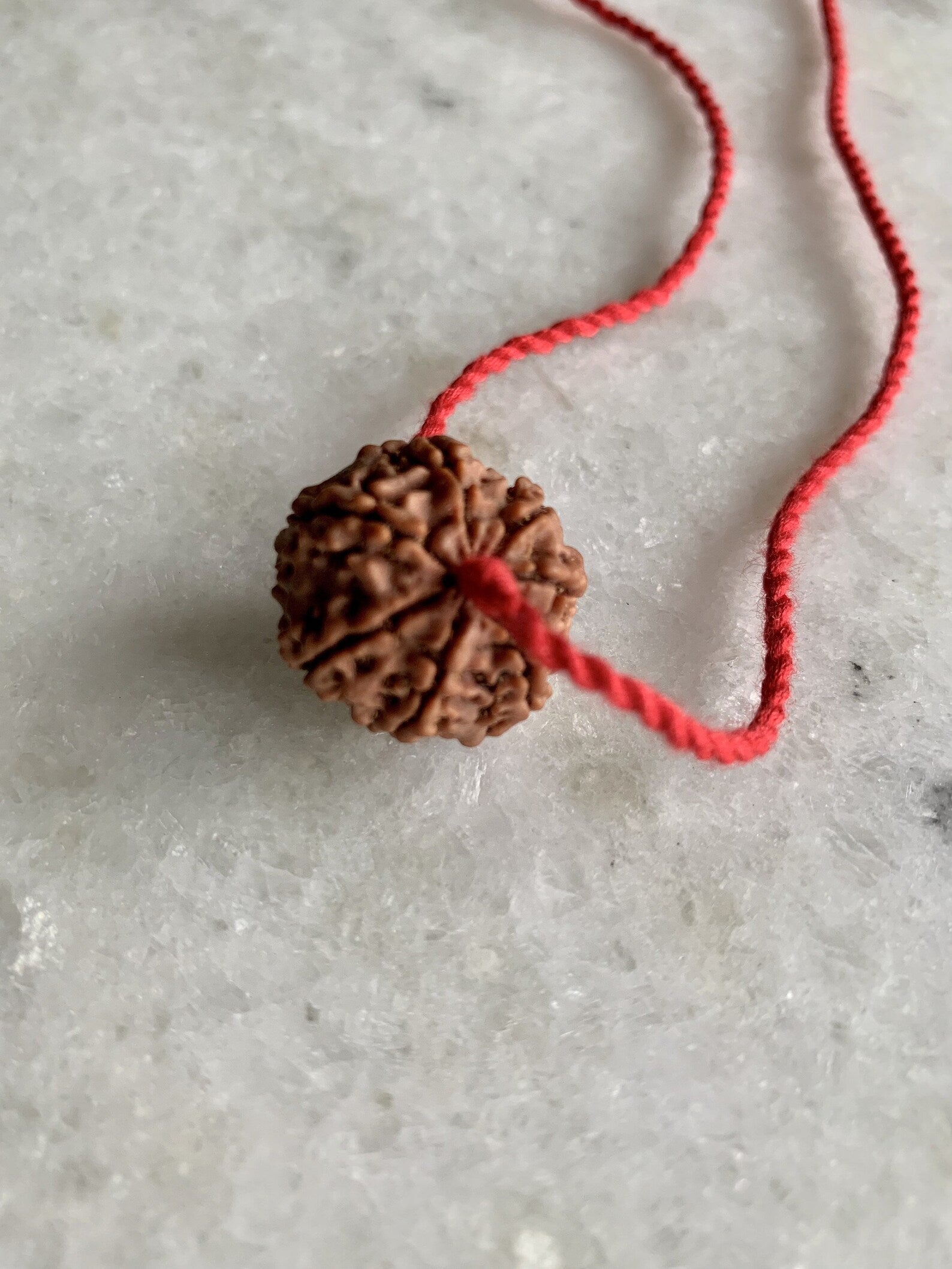 7 Mukhi Rudraksha | Goddess Lakshmi, Abundance, Original Authentic Nepal Rudraksha Certified