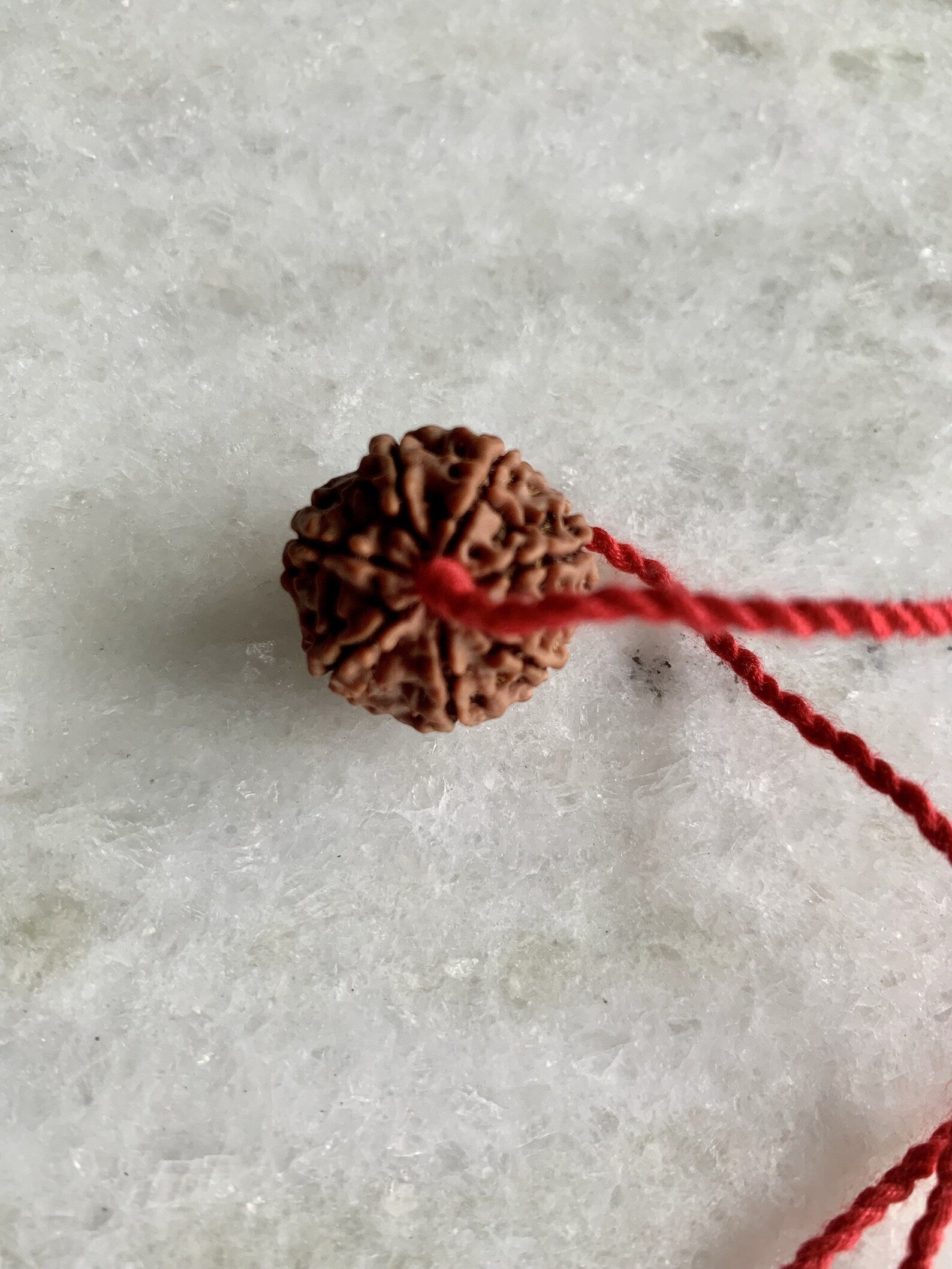 7 Mukhi Rudraksha | Goddess Lakshmi, Abundance, Original Authentic Nepal Rudraksha Certified