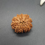 12 Mukhi / Twelve Face Nepal Rudraksha lab Certified 21-23mm