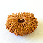 Natural 16 Mukhi/Face Rudraksha (Nepal Origin- 28.50 MM)